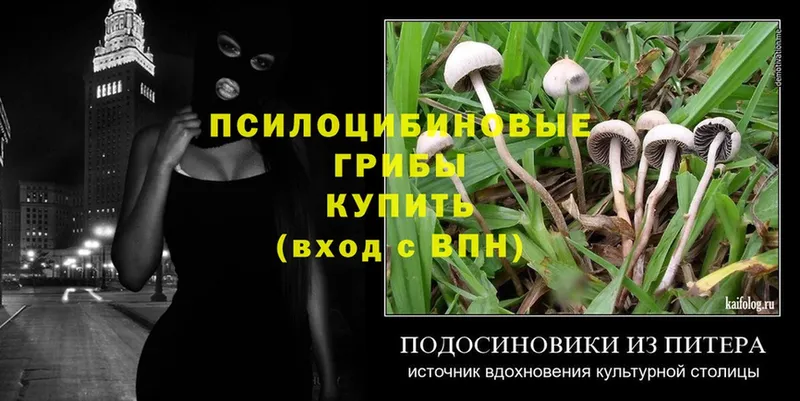 купить наркоту  Оханск  Псилоцибиновые грибы MAGIC MUSHROOMS 